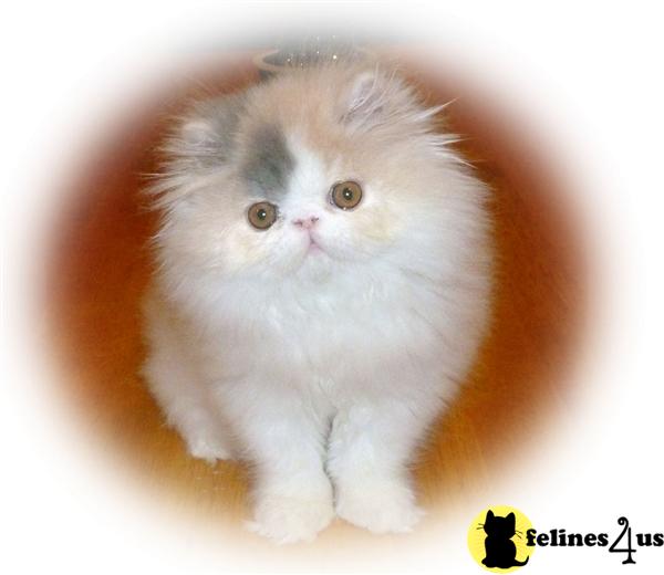 Persian Kitten for Sale Dilute Calico Van Persian Kitten