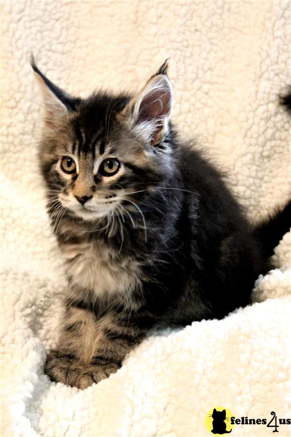 Maine Coon Kitten for Sale Beautiful Maine Coons kittens from European bloodl 10 Yrs and 10