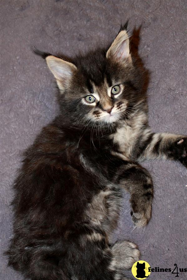 Maine Coon Kitten for Sale: CFA registered male maine coon kitten for sale 7 Yrs and 4 Mths old