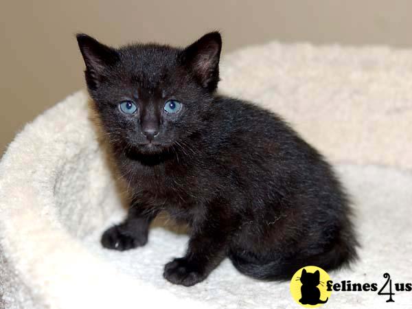 toybob kittens for sale