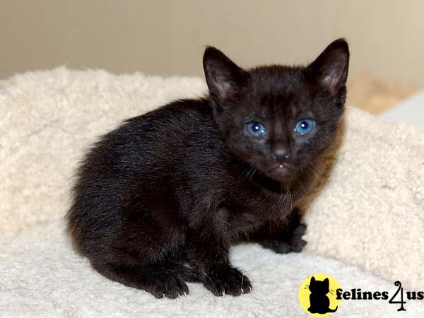 toybob kittens for sale