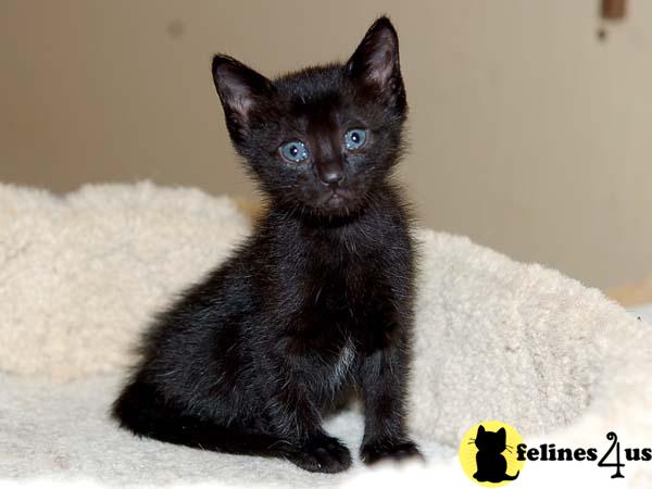 toybob kittens for sale