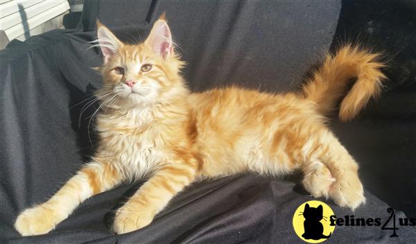 Maine Coon Cat For Sale North Carolina Maine Coon Cat For Sale North Carolina