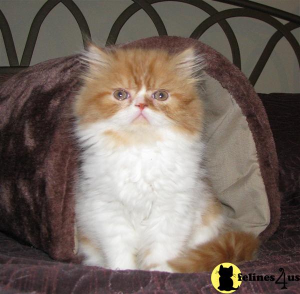 Persian Kitten for Sale Beautiful Red and White Bicolor male Persian