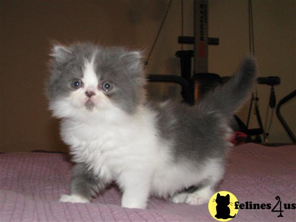 Persian Kitten for Sale: Beautiful Blue and White Bicolor ...