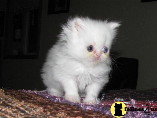 toy persian kittens for sale