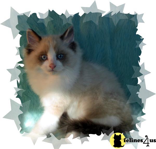 Ragdoll Kitten for Sale Ragdoll Registered Kittens 15 Yrs and 9 Mths old
