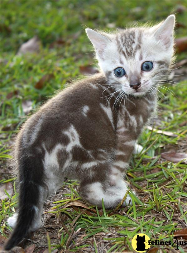 Bengal Kitten for Sale rare seal mink marble bengal 10 Yrs