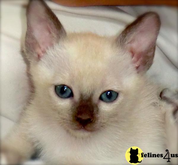 Tonkinese Loving Lap Kittens ADORE You Siamese Burmese = Tonkinese