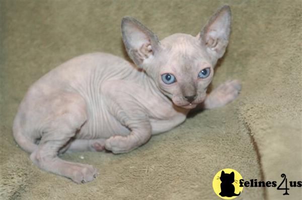 Sphynx Kittens For Sale San Antonio Tx www.felines4us.com
