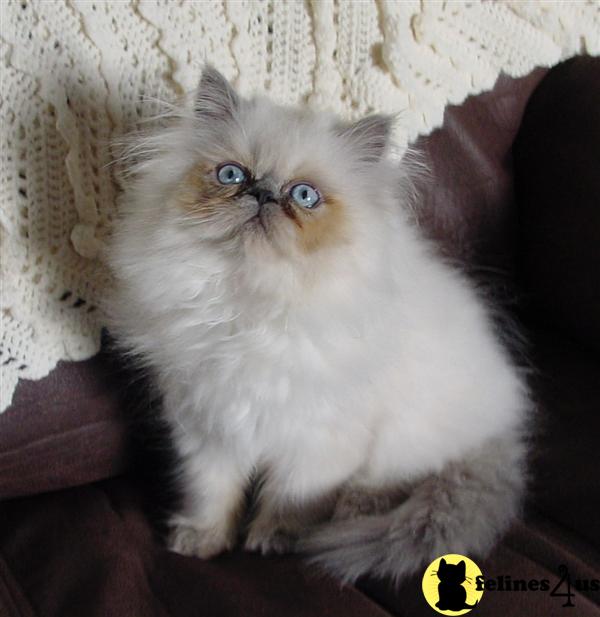 Himalayan Kitten for Sale Registered Himalayan Kittens 14 Yrs and 7