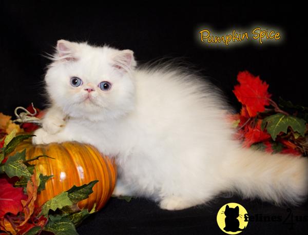 Himalayan Kitten for Sale: FlAME LYNX POINT HIMALAYAN 9 Yrs and 4 Mths old