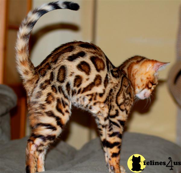 Bengal Kitten for Sale Bengal kittens for sale from top bloodlines 12
