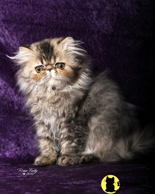 cream tabby kittens for sale cream tabby kittens for sale