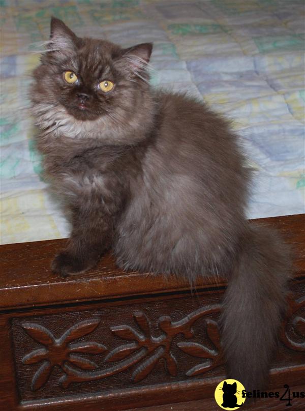 Persian Kitten for Sale Chocolate Smoke Persian Born