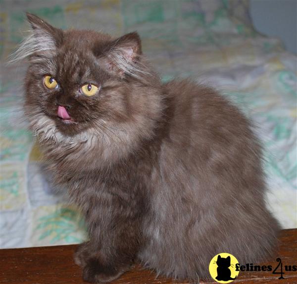 Persian Kitten for Sale Chocolate Smoke Persian Born