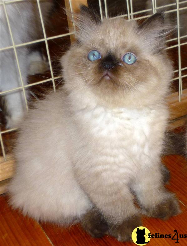 Himalayan Kitten for Sale Persian/ Himalayan Kittens Born 5/27/10