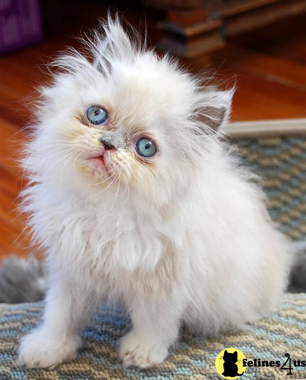 Himalayan Kitten for Sale Beautiful Himalayan and Persian Kittens 9