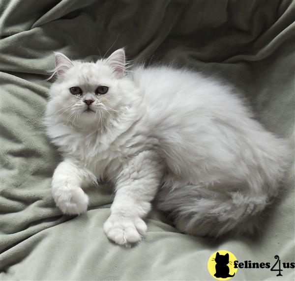 Persian Kitten for Sale Beautiful Male Chinchilla Persians kitten for