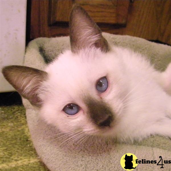 Siamese Kitten for Sale Traditional Seal Point Siamese kittens in