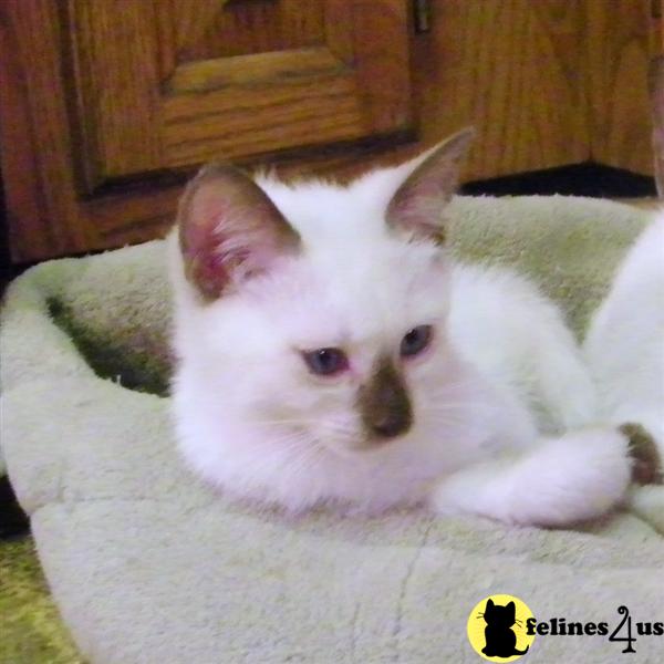 Siamese Kitten for Sale Traditional Seal Point Siamese kittens in