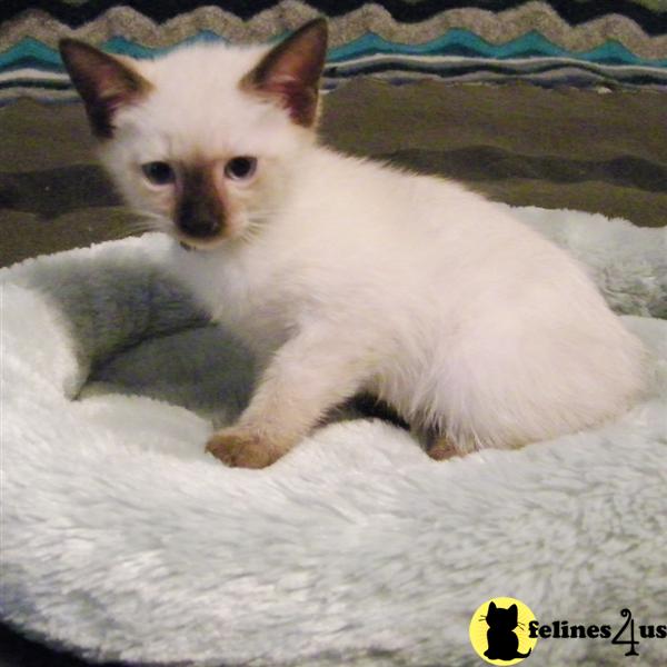 Siamese Kitten for Sale Traditional Siamese Kittens for sale in