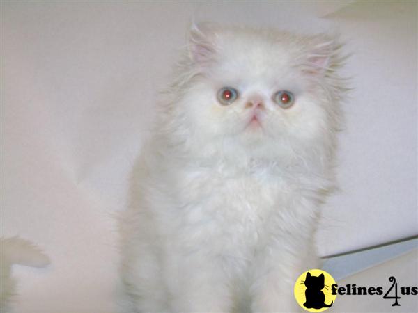 Persian Kitten for Sale: BLUE-EYED WHITE PERSIAN MALE 11 ...