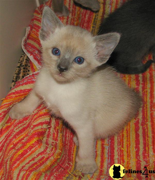 Siamese Kitten for Sale Traditional Old Style Classic Applehead