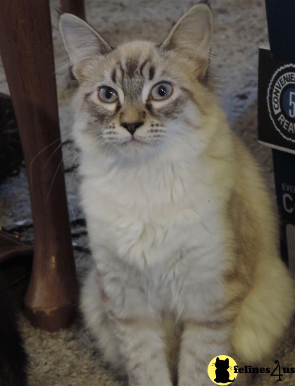 Siamese Kitten for Sale: Blue Lynx Point/Siamese cross ...