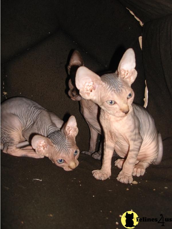 Sphynx Kitten for Sale Sphynx Blue Tabby Female 9 Yrs and 11 Mths old