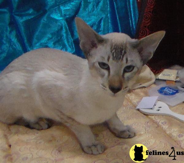 Oriental Kitten for Sale Hillwizard kittens 8 Yrs and 10 Mths old