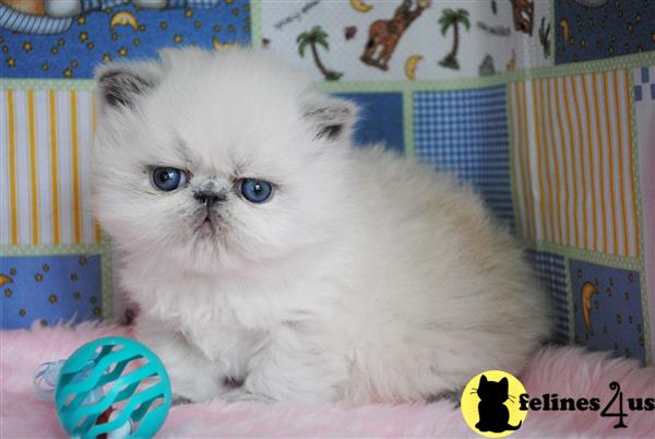 Himalayan Kitten for Sale: Himalayan Female Blue Point ...