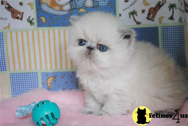 Himalayan Kitten for Sale: Himalayan Female Blue Point ...