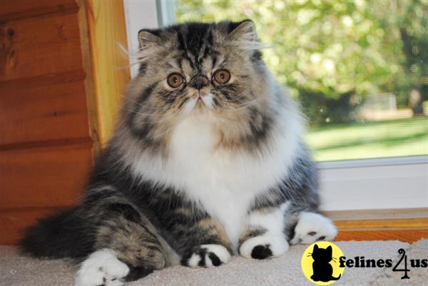 tabby kittens for sale in illinois tabby kittens for sale in illinois