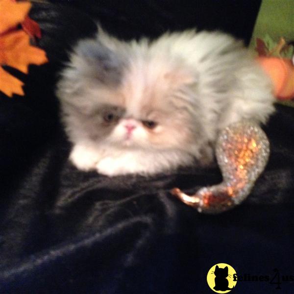 Persian Kitten for Sale Dilute Calico Persian Kitten 9 Yrs and 9 Mths old