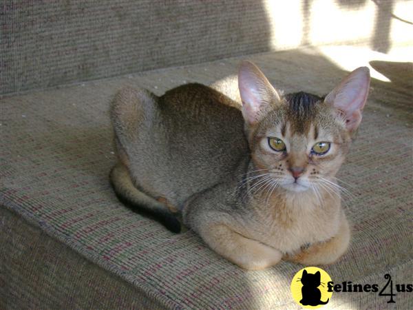 Abyssinian Kitten for Sale: Sweet Abys 12 Yrs and 4 Mths old