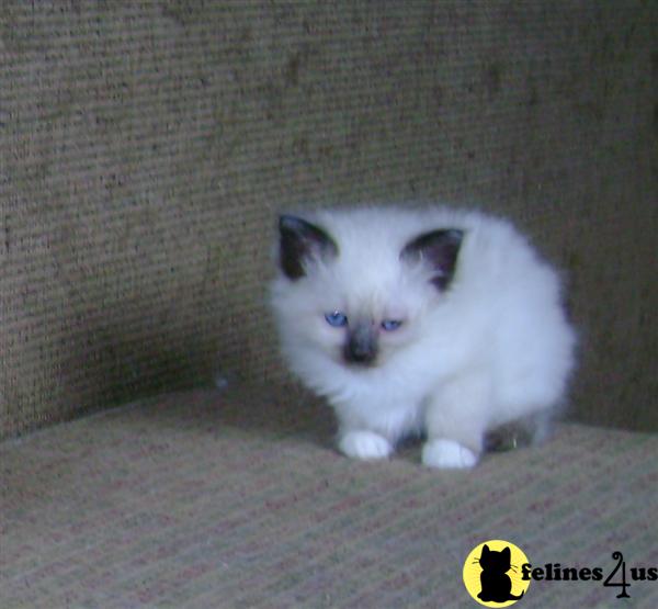 Birman Kitten for Sale Birman kittens 15 Yrs and 7 Mths old