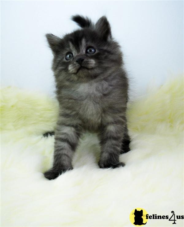 Siberian Kitten for Sale Nice looking Siberian kittens for sale 9 Yrs and 8 Mths old