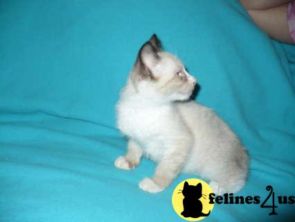 Norwegian Forest Cat Kitten for Sale Lovely Norwegian Forest kittens