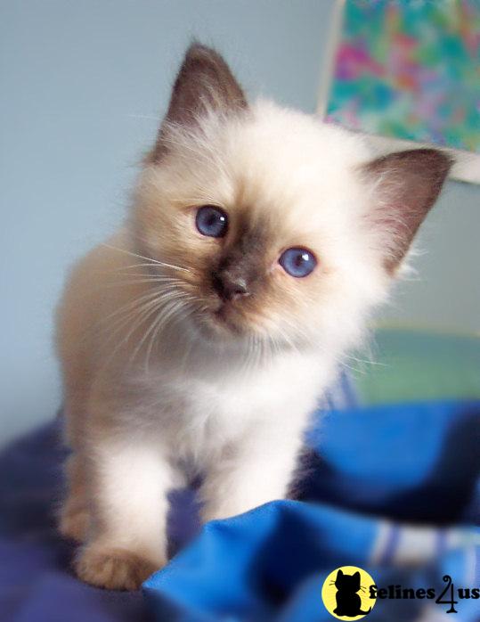Birman Kittens For Sale