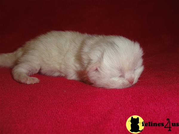 baby doll persian