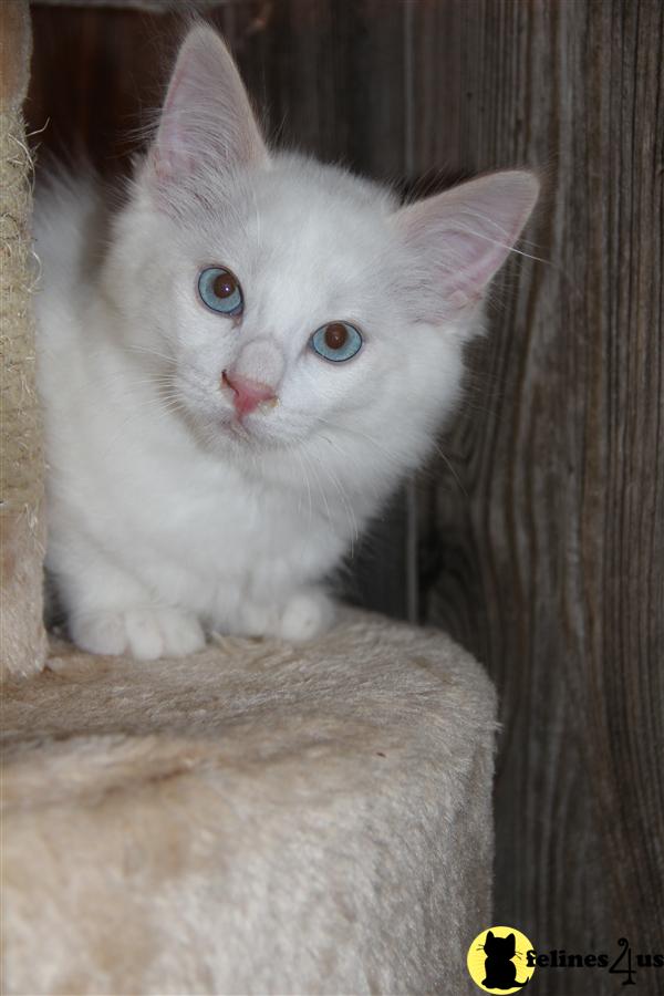 Ragdoll Kitten for Sale Adorable Flame point Ragamese Kitten 9 Yrs and