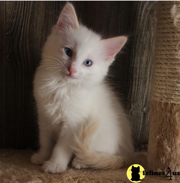 Ragdoll Kitten for Sale Adorable Flame point Ragamese Kitten 9 Yrs and