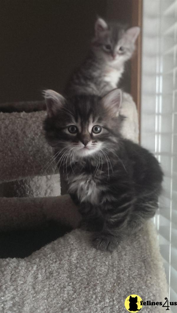 Siberian Kitten for Sale Siberian kittens available 9 Yrs and 8 Mths old