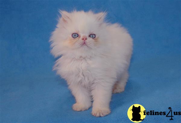 Himalayan Kitten for Sale: Himalayan cream point baby girl ...