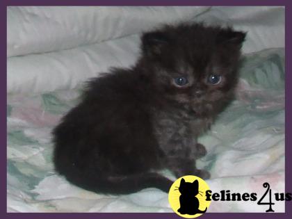 black smoke persian kitten