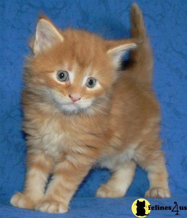Get Maine Coon Kittens For Sale 450 Nj Gif