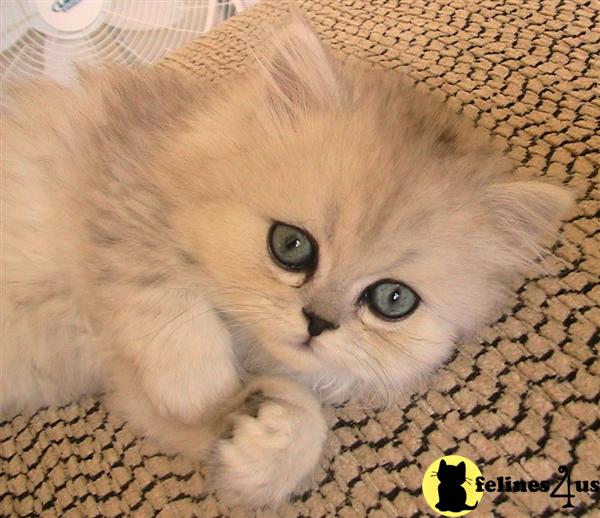 Persian Kitten for Sale Very small dwarf Napoleon and Persian 6 Yrs