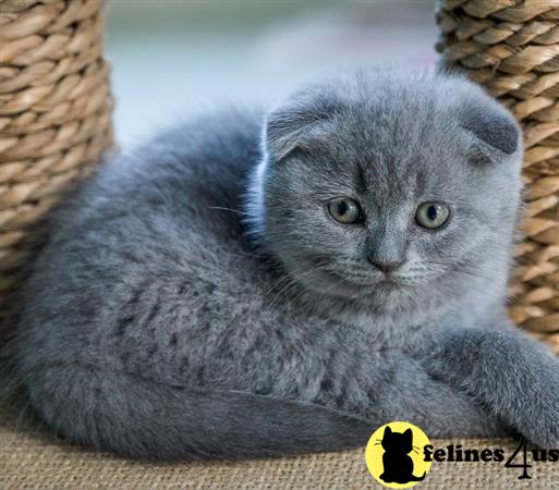 british shorthair teddy bear cat breed