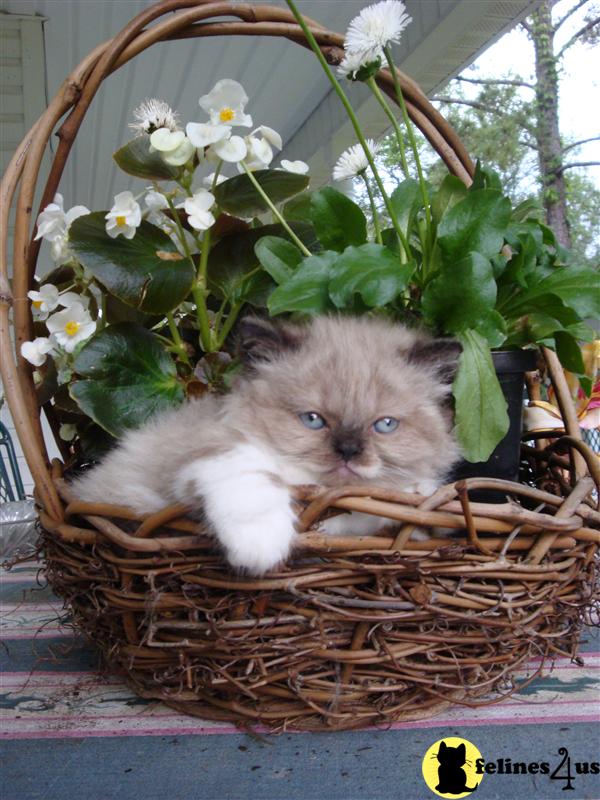 Persian Kitten for Sale Clara.CFA BLUE EYED BI COLORED DILUTE